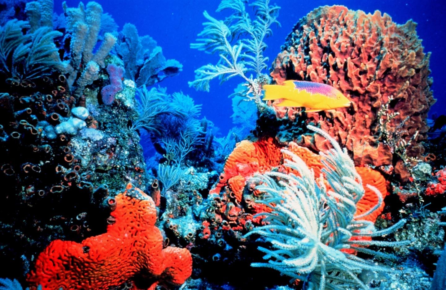 Protecting Our Coral Reefs 
